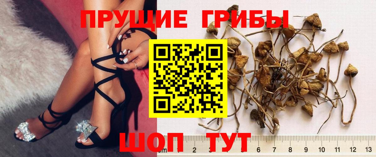 Галлюциногенные грибы Magic Shrooms  Вход с VPN  Бийск  цены   Галлюциногенные грибы прущие грибы 